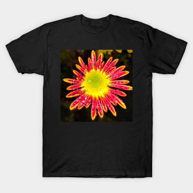 Chrysanthemum Daisy dewdrops - spring summer nature Gerber daisy flower T-Shirt by Artonmytee